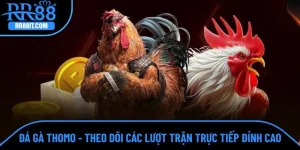 Đá gà Thomo